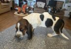 Purebred Basset Hound