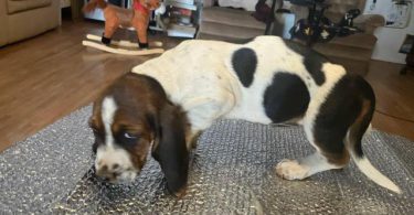 Purebred Basset Hound