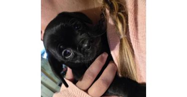 Small puppies CHUG