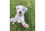 5 beautiful white Pit bull puppies