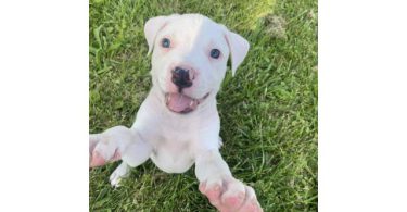 5 beautiful white Pit bull puppies