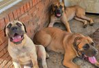 Male and female Boerboel puppies