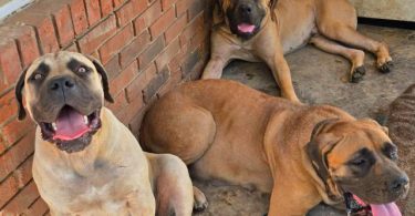 Male and female Boerboel puppies