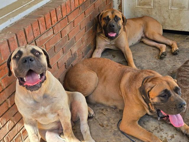 Male and female Boerboel puppies