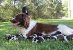 English Springer Spaniel puppies for sale