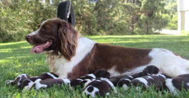 English Springer Spaniel puppies for sale