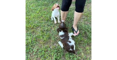 AKC Brittany Puppies – 9 Weeks Old