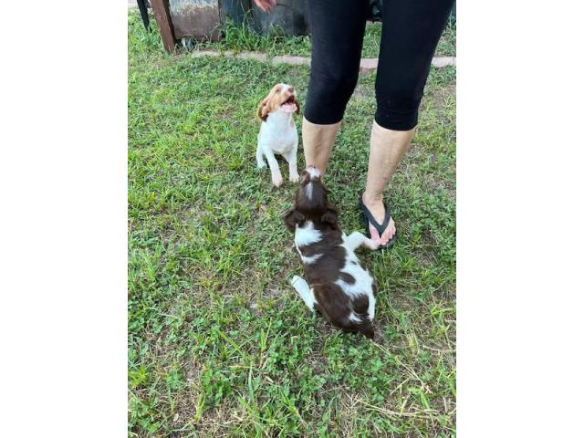 AKC Brittany Puppies – 9 Weeks Old