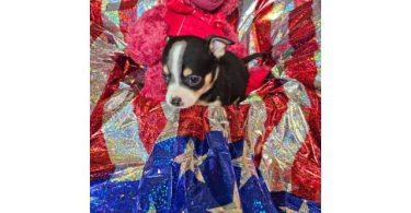 Chi-Spaniel Puppies Ready for New Homes
