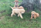 Curly and shorthaired Labradoodle puppies
