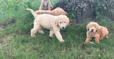 Curly and shorthaired Labradoodle puppies