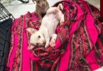 4 Male Chihuahua Puppies for Rehoming