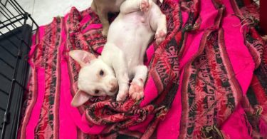 4 Male Chihuahua Puppies for Rehoming