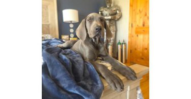 AKC GREAT DANE PUPPIES