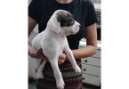 3 Boston Terrier puppies looking for homes