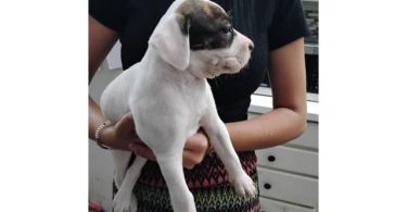 3 Boston Terrier puppies looking for homes