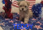 Only 1 Morkie Puppy Left!