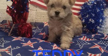 Only 1 Morkie Puppy Left!