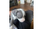 6 Pitbull puppies still available