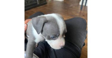6 Pitbull puppies still available