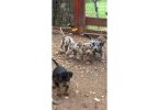 Big, Beautiful Labrahula Puppies – First Shots, Ready to Go
