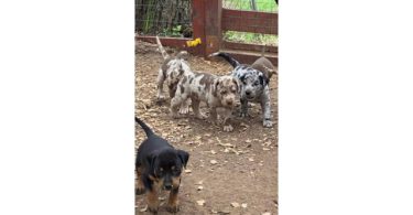 Big, Beautiful Labrahula Puppies – First Shots, Ready to Go