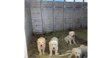 Beautiful 9-week-old Golden Retrievers