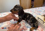 5 Dachshund puppies ready
