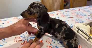 5 Dachshund puppies ready