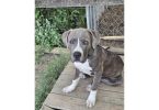 American bully puppies need a home