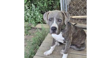 American bully puppies need a home