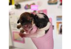 Mini Cockapoo puppies for sale