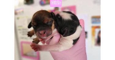 Mini Cockapoo puppies for sale