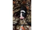 Full-Blooded Pitbull Puppies – Ready in 5 Weeks