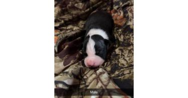 Full-Blooded Pitbull Puppies – Ready in 5 Weeks