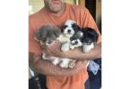 4 Shih Tzu x Schnauzer puppies