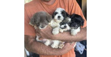 4 Shih Tzu x Schnauzer puppies