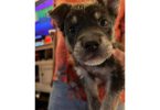 German Shepherd Husky Mix Puppies Looking for Homes