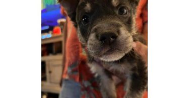 German Shepherd Husky Mix Puppies Looking for Homes