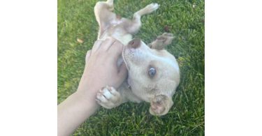 Sweet Chiweenie puppy