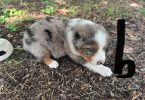 5 Standard size Aussie puppies for sale