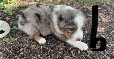 5 Standard size Aussie puppies for sale