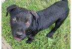 2 Pitweiler Puppies Available