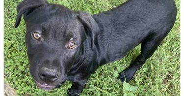 2 Pitweiler Puppies Available
