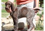 Puppies looking for their new home
