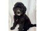 Beautiful F1BB Goldendoodle puppies