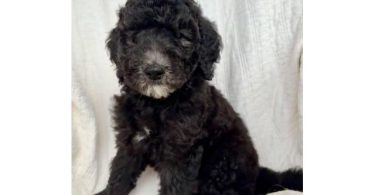 Beautiful F1BB Goldendoodle puppies