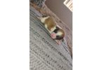 5 male Shih Tzu puppies