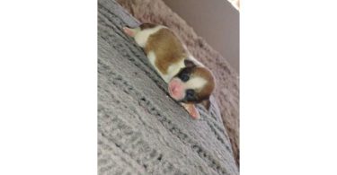 5 male Shih Tzu puppies