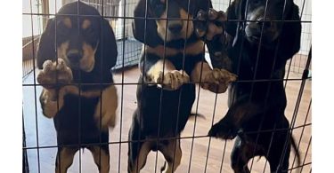 Coonhound/golden retriever mix puppies